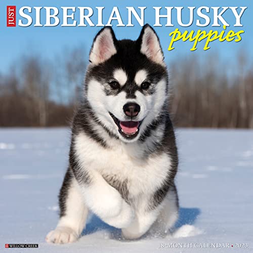 Just Siberian Husky Puppies 2023 Wall Calendar Just Siberian Husky Puppies 2023 Wall Calendar
