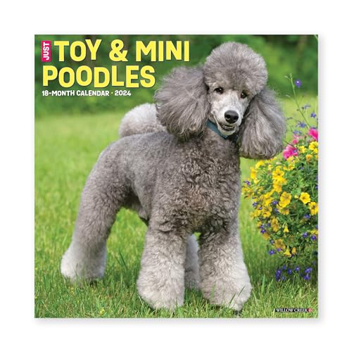 Just Toy & Miniature Poodles 2024 12 X 12 Wall Calendar
