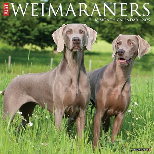 Just Weimaraners 2025 12 X 12 Wall Calendar Just Weimaraners 2025 12 X 12 Wall Calendar
