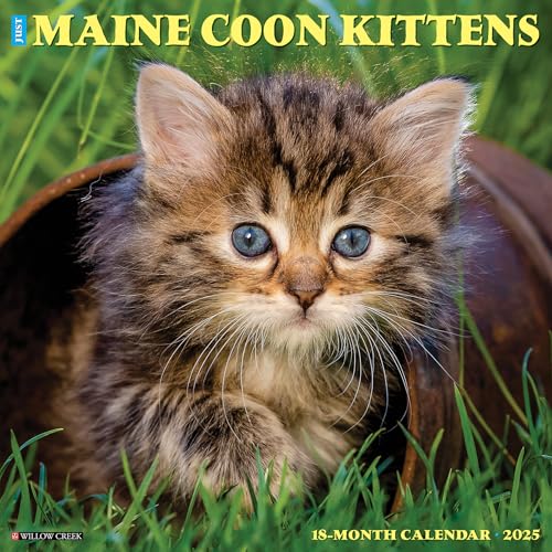Maine Coon Kittens 2025 Wall Maine Coon Kittens 2025 Wall