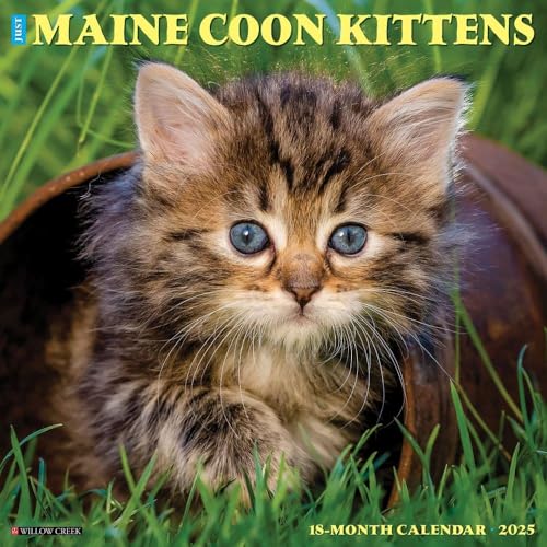 Maine Coon Kittens 2025 Wall Maine Coon Kittens 2025 Wall