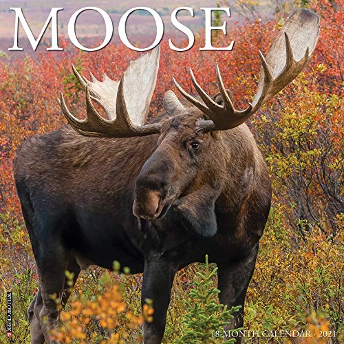 Moose 2021 Calendar von Willow Creek Pr