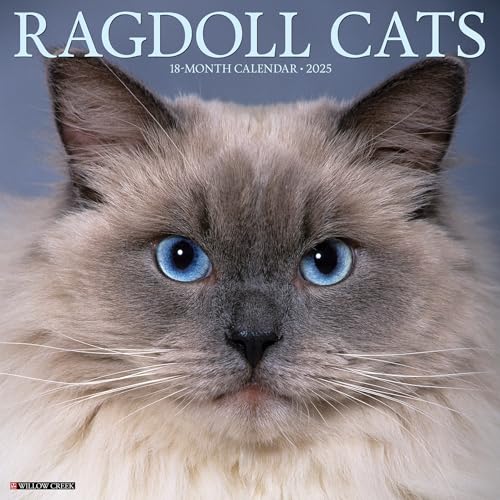 Ragdoll Cats 2025 Wall Ragdoll Cats 2025 Wall