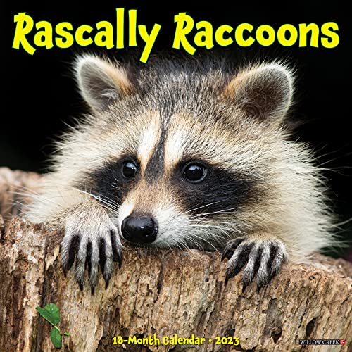Rascally Raccoons 2023 Wall Calendar von WILLOW CREEK PRESS