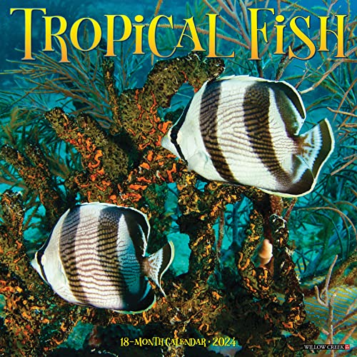 Tropical Fish 2024 Calendar
