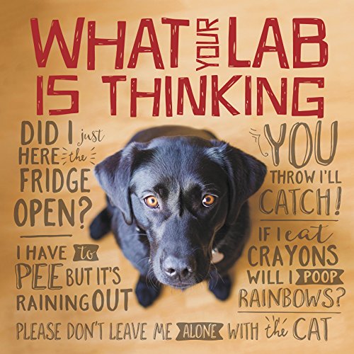 What Your Lab Is Thinking What Your Lab Is Thinking