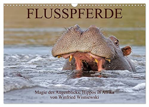 Flusspferde Magie des Augenblicks - Hippos in Afrika (Wandkalender 2024 DIN A3 quer), CALVENDO Monatskalender