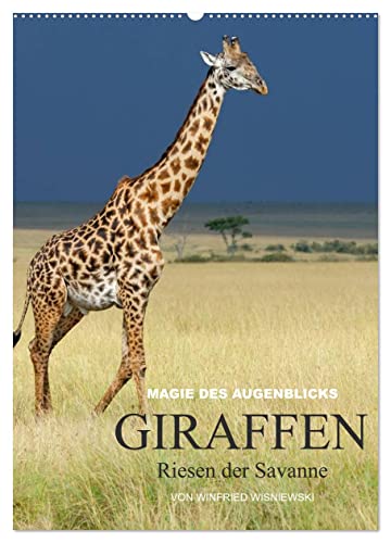 Magie des Augenblicks - Giraffen - Riesen der Savanne (Wandkalender 2025 DIN A2 hoch), CALVENDO Monatskalender von CALVENDO