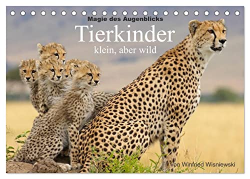 Magie des Augenblicks - Tierkinder - klein, aber wild (Tischkalender 2025 DIN A5 quer), CALVENDO Monatskalender von CALVENDO