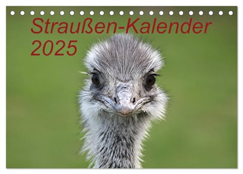Straußen-Kalender 2025 (Tischkalender 2025 DIN A5 quer), CALVENDO Monatskalender von CALVENDO