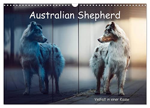 Australian Shepherd - Vielfalt in einer Rasse (Wandkalender 2024 DIN A3 quer), CALVENDO Monatskalender