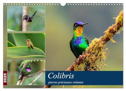 Colibris - pierres précieuses volantes (Calendrier mural 2025 DIN A3 vertical), CALVENDO calendrier mensuel: Les colibris du Costa Rica et de ... brillants à travers la forêt de nuages.