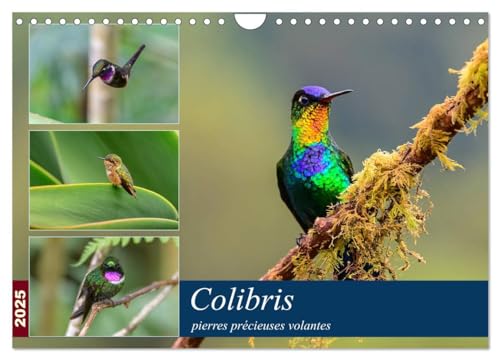 Colibris - pierres précieuses volantes (Calendrier mural 2025 DIN A4 vertical), CALVENDO calendrier mensuel: Les colibris du Costa Rica et de ... brillants à travers la forêt de nuages.