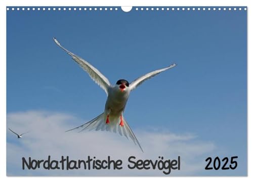 Nordatlantische Seevögel (Wandkalender 2025 DIN A3 quer), CALVENDO Monatskalender von CALVENDO