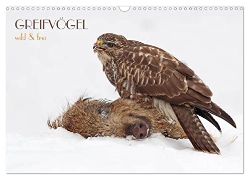 GREIFVÖGEL wild & frei (Wandkalender 2024 DIN A3 quer), CALVENDO Monatskalender von CALVENDO