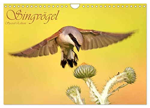 Singvögel (Wandkalender 2024 DIN A4 quer), CALVENDO Monatskalender