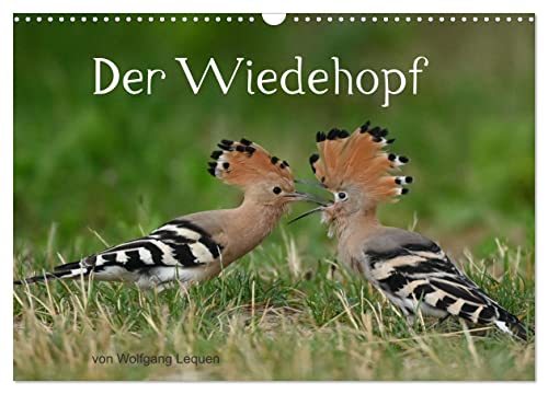 Der Wiedehopf (Wandkalender 2025 DIN A3 quer), CALVENDO Monatskalender von CALVENDO