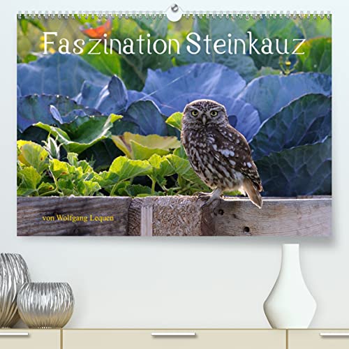 Faszination Steinkauz (hochwertiger Premium Wandkalender 2024 DIN A2 quer), Kunstdruck in Hochglanz