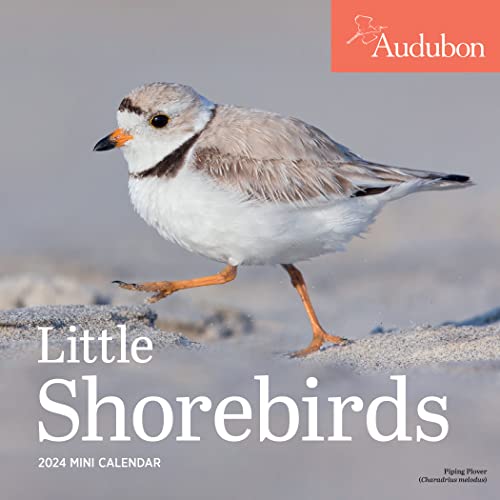 Audubon Little Shorebirds Mini Wall Calendar 2024: A Tribute to the Diversity of Shorebirds and the Fragile Ecosystems they Inhabit von Workman Publishing Company