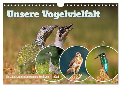 Unsere Vogelvielfalt: Ein Schatz zum Entdecken und Schützen (Wandkalender 2024 DIN A4 quer), CALVENDO Monatskalender