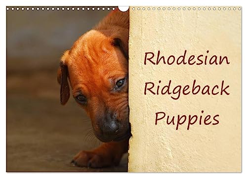 Rhodesian Ridgeback Puppies (Wall Calendar 2025 DIN A3 landscape), CALVENDO 12 Month Wall Calendar: A monthly calendar with photographs of Rhodesian Ridgeback puppies.