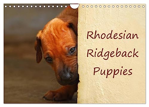 Rhodesian Ridgeback Puppies (Wall Calendar 2025 DIN A4 landscape), CALVENDO 12 Month Wall Calendar: A monthly calendar with photographs of Rhodesian Ridgeback puppies. von Calvendo