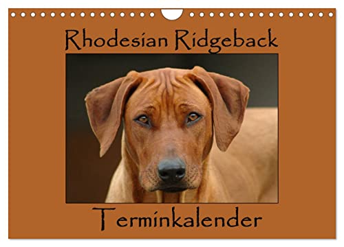 Rhodesian Ridgeback Terminkalender (Wandkalender 2025 DIN A4 quer), CALVENDO Monatskalender von CALVENDO