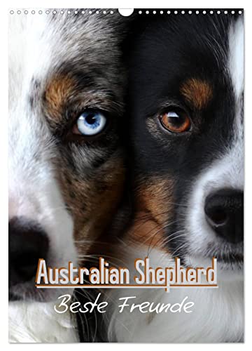 Australian Shepherd - Beste Freunde (Wandkalender 2024 DIN A3 hoch), CALVENDO Monatskalender von CALVENDO