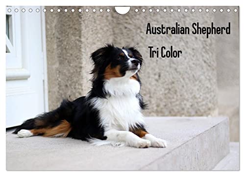 Australian Shepherd Tri Color (Wandkalender 2024 DIN A4 quer), CALVENDO Monatskalender