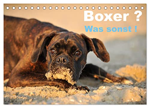 Boxer ? Was sonst ! (Tischkalender 2024 DIN A5 quer), CALVENDO Monatskalender