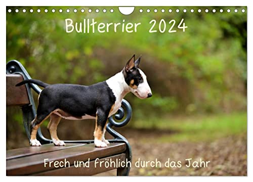 Bullterrier 2024 Frech und fröhlich durch das Jahr (Wandkalender 2024 DIN A4 quer), CALVENDO Monatskalender von CALVENDO