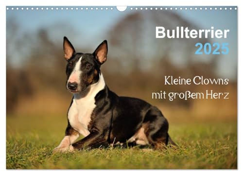 Bullterrier 2025 - Kleine Clowns mit großem Herz (Wandkalender 2025 DIN A3 quer), CALVENDO Monatskalender von CALVENDO