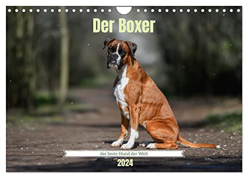 Der Boxer, der beste Hund der Welt (Wandkalender 2024 DIN A4 quer), CALVENDO Monatskalender von CALVENDO