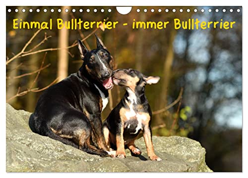 Einmal Bullterrier - immer Bullterrier (Wandkalender 2025 DIN A4 quer), CALVENDO Monatskalender von CALVENDO