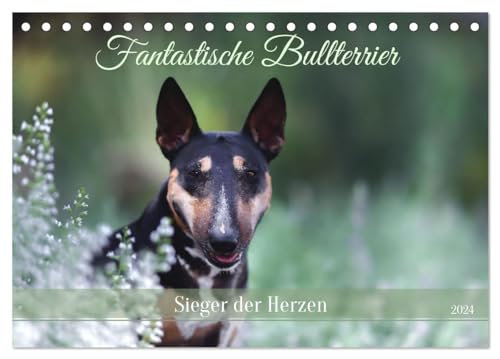 Fantastische Bullterrier - Sieger im Herzen (Tischkalender 2024 DIN A5 quer), CALVENDO Monatskalender