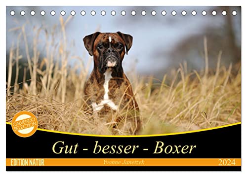 Gut - besser - Boxer (Tischkalender 2024 DIN A5 quer), CALVENDO Monatskalender von CALVENDO