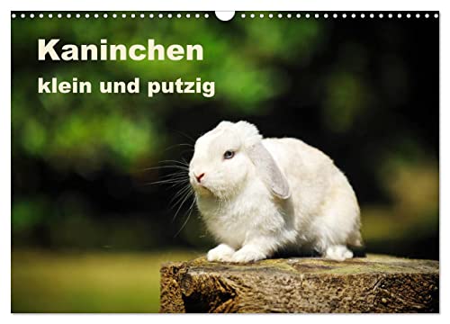 Kaninchen klein und putzig (Wandkalender 2024 DIN A3 quer), CALVENDO Monatskalender von CALVENDO
