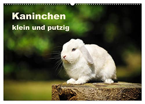 Kaninchen klein und putzig (Wandkalender 2025 DIN A2 quer), CALVENDO Monatskalender von CALVENDO