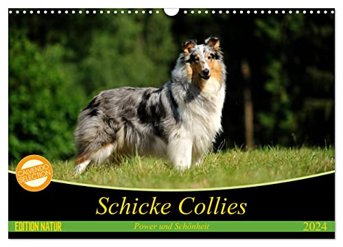 Schicke Collies (Wandkalender 2024 DIN A3 quer), CALVENDO Monatskalender
