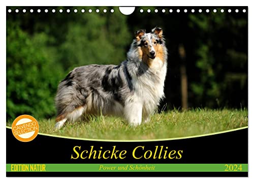 Schicke Collies (Wandkalender 2024 DIN A4 quer), CALVENDO Monatskalender von CALVENDO
