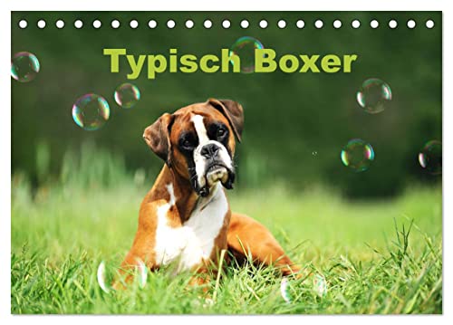 Typisch Boxer (Tischkalender 2025 DIN A5 quer), CALVENDO Monatskalender von CALVENDO