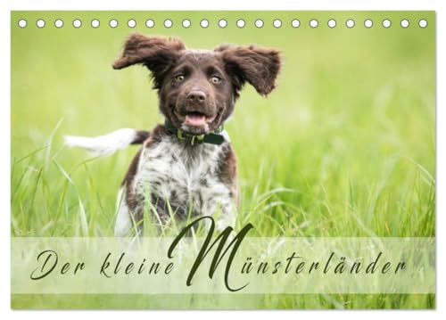 Der kleine Münsterländer (Tischkalender 2025 DIN A5 quer), CALVENDO Monatskalender