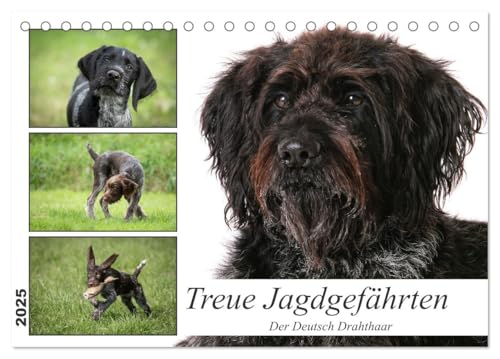 Treue Jagdgefährten - Der Deutsch Drahthaar (Tischkalender 2025 DIN A5 quer), CALVENDO Monatskalender von CALVENDO