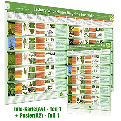 [2er Set] Essbare Wildkräuter für Grüne Smoothies Teil 1 Wissenskarte (A4) & Wandposter (A2) – Natürliche Frische erleben -Erkunde, sammle und genieße ... selber sammeln und mit gutem Gefühl genießen)