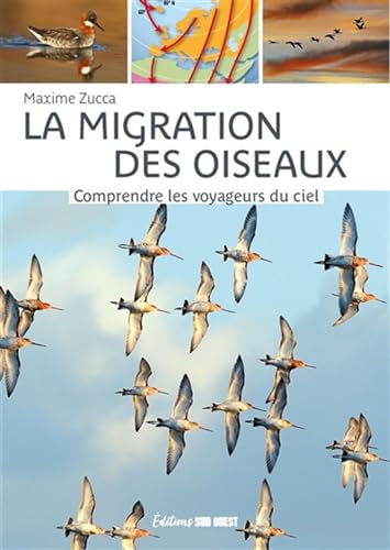 La migration des oiseaux: Comprendre les voyageurs du ciel