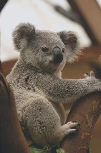 Koala Tagebuch: liniert, 120 Seiten A5+ Softcover | Mit Koala Bär als Motiv