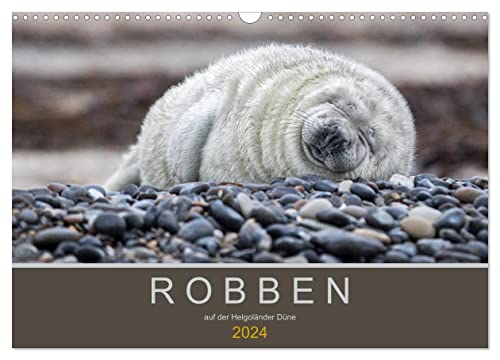 Robben auf der Helgoländer Düne (Wandkalender 2024 DIN A3 quer), CALVENDO Monatskalender von CALVENDO