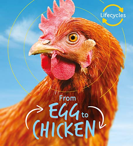 Lifecycles: Egg to Chicken: 1 von QED Publishing