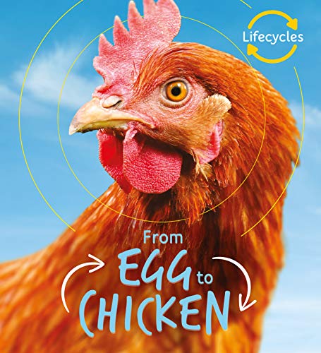 Lifecycles: Egg to Chicken: 1
