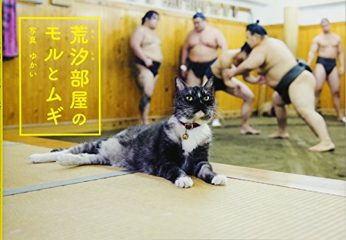 Mori and Mugi, the Sumo Stable Cats